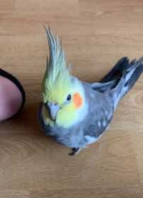 Lost Cockatiel