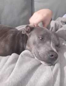 Lost Dog