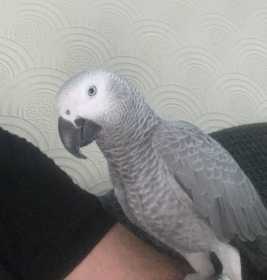 Lost African Grey