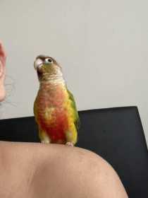 Lost Conure