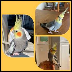 Lost Cockatiel