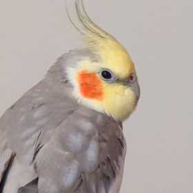 Lost Cockatiel