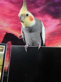 Lost Cockatiel