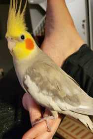 Lost Cockatiel