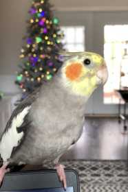 Lost Cockatiel