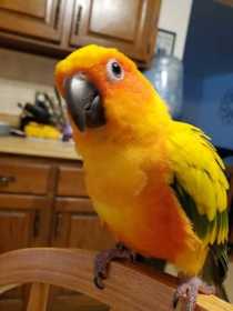 Lost Conure