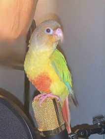 Lost Conure