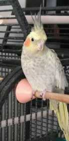 Lost Cockatiel