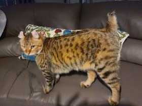 Lost Cat