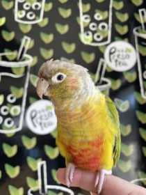 Lost Conure