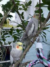 Lost Cockatiel