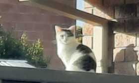 Lost Cat