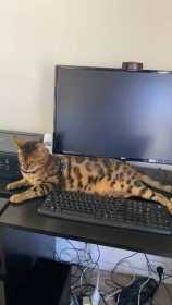Lost Cat