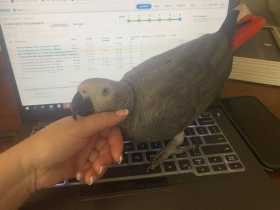 Lost African Grey