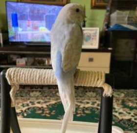 Lost Budgerigar