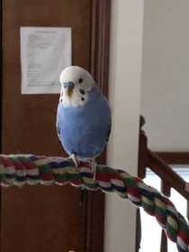 Lost Parakeet