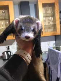 Lost Ferret