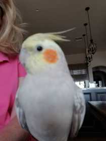 Lost Cockatiel