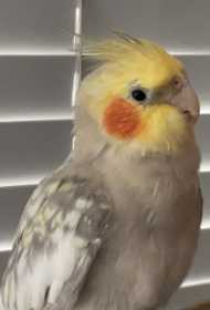 Lost Cockatiel