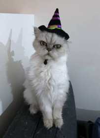 Lost Cat
