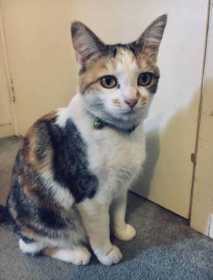 Lost Cat