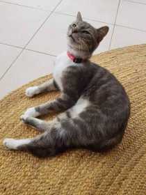 Lost Cat