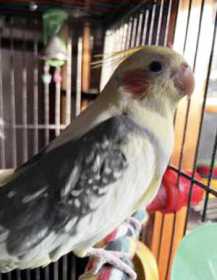 Lost Cockatiel