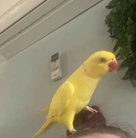 Lost Indian Ringneck Parakeet