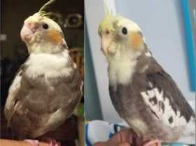 Lost Cockatiel