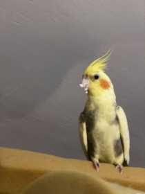 Lost Cockatiel