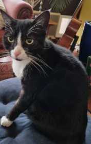 Lost Cat