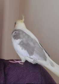 Lost Cockatiel