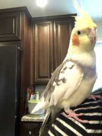 Lost Cockatiel