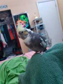 Lost Cockatiel