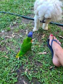 Lost Lory / Lorikeet