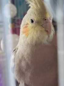 Lost Cockatiel