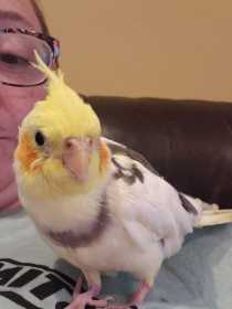 Lost Cockatiel