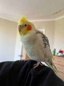 Lost Cockatiel