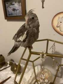 Lost Cockatiel