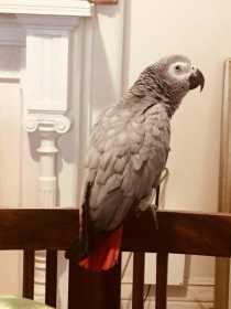 Lost African Grey