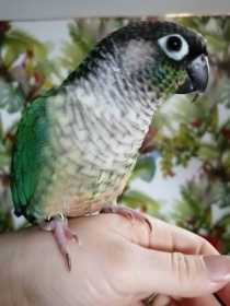 Lost Conure