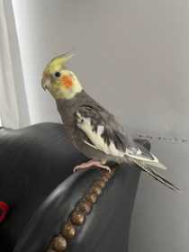 Lost Cockatiel