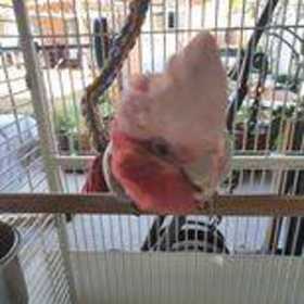 Lost Galah Cockatoo