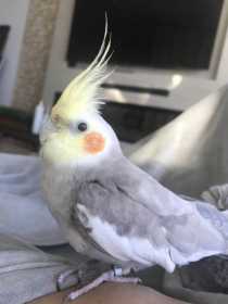 Lost Cockatiel