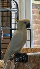 Lost Cockatoo