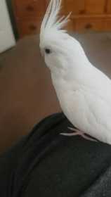 Lost Cockatiel