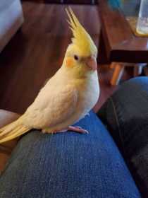 Lost Cockatiel