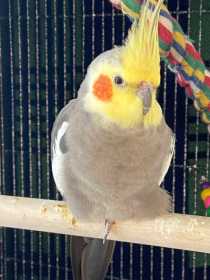 Lost Cockatiel