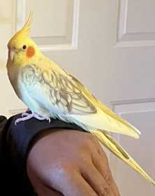 Lost Cockatiel