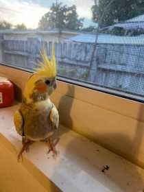 Lost Cockatiel